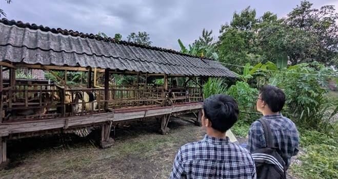 Dukung Peternakan Berkelanjutan, Mahasiswa KKN Undip Petakan Lokasi Ternak di Kedungwinong