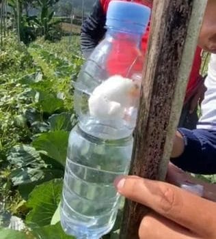 Lalat Buah Ancam Panen, Mahasiswa KKN-T UNDIP Tawarkan Fly Trap sebagai Solusi Tepat Guna